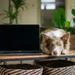 Dog home plant laptop