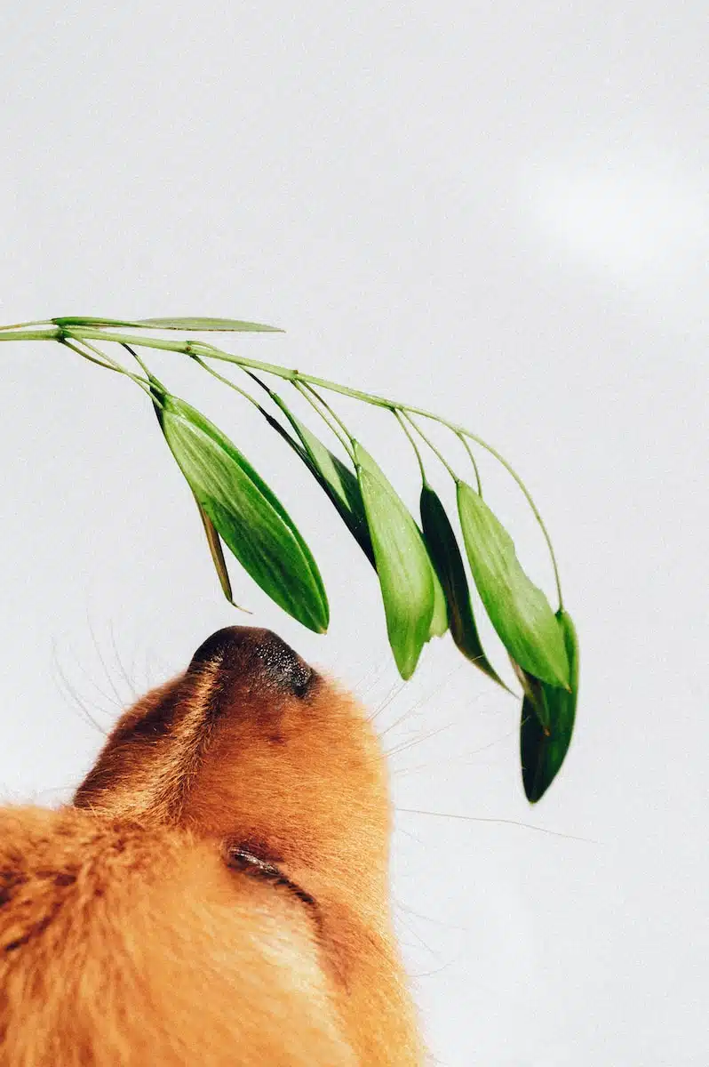Puppy sniffing plant