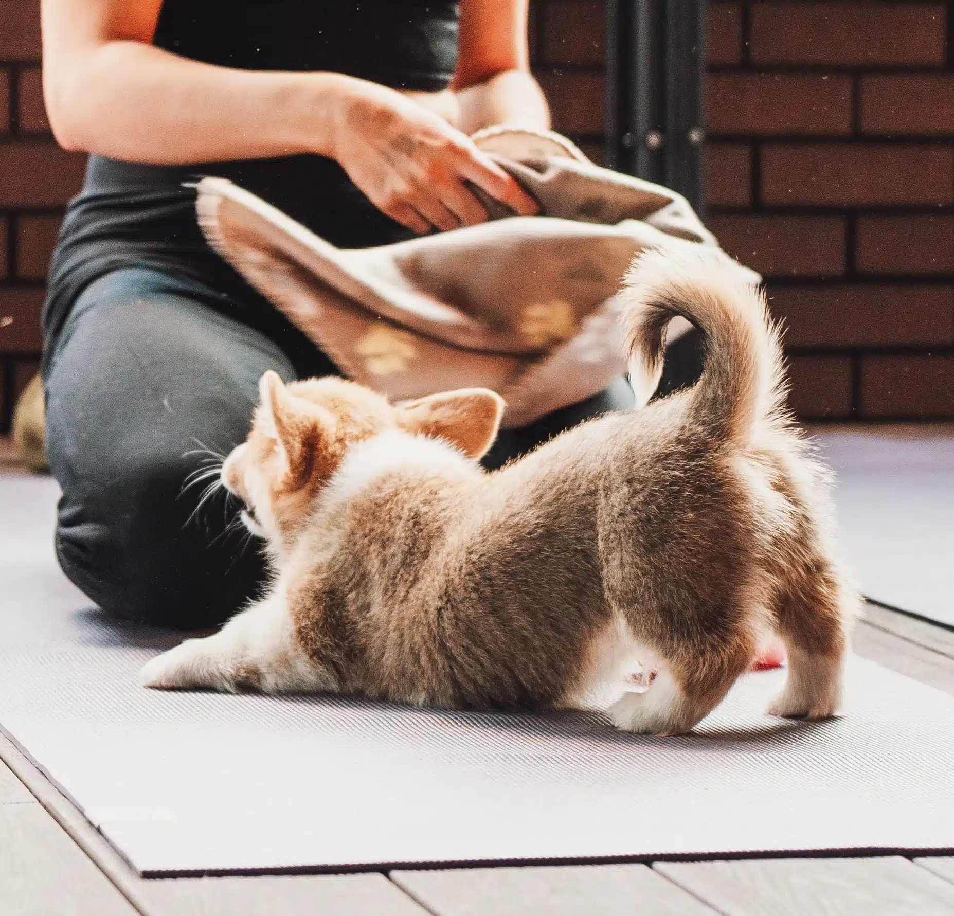 Puppy Yoga Cute Downward Dog